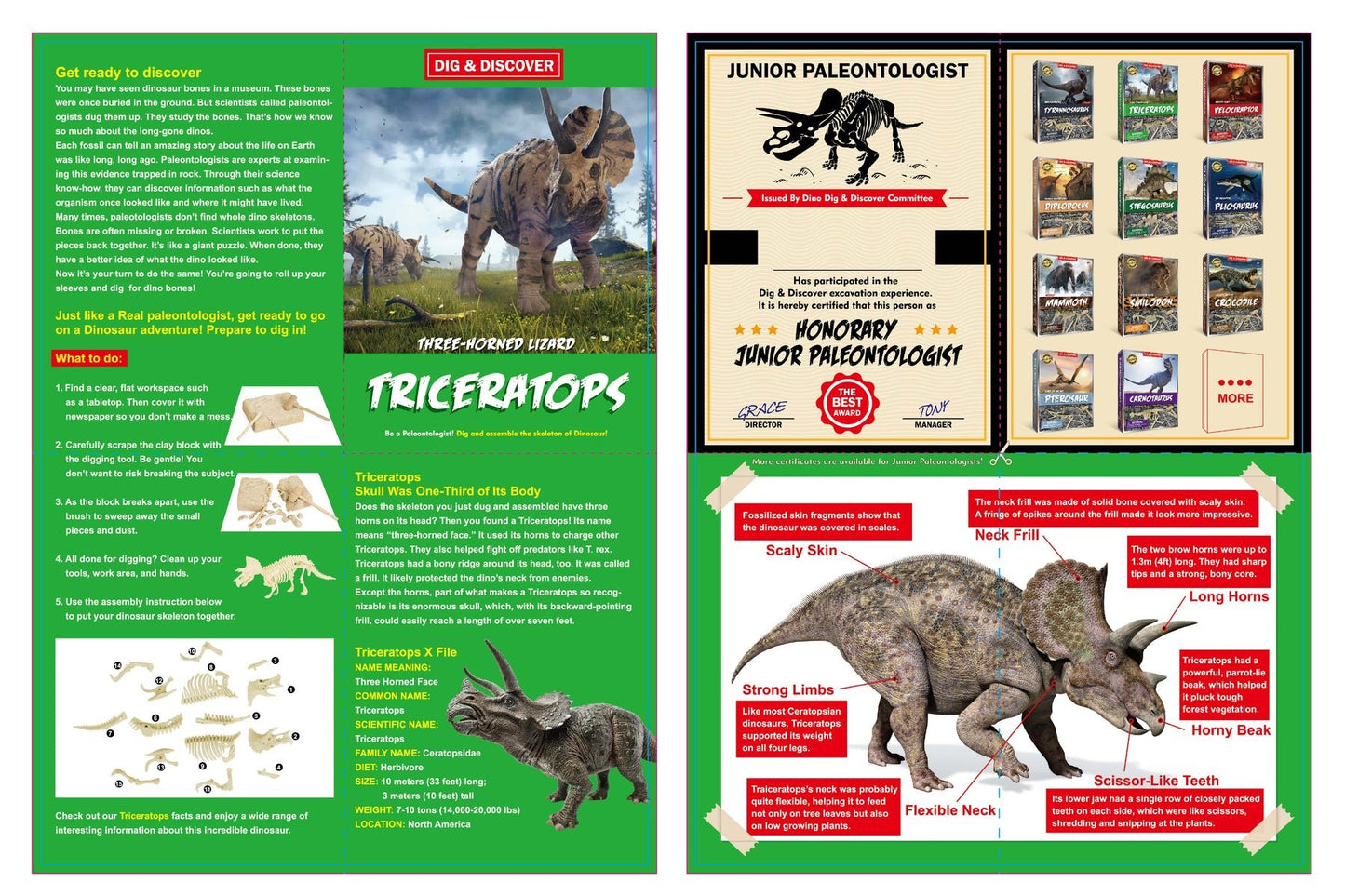 Triceratops Fossil Discovery Triceratops Fossil Discovery