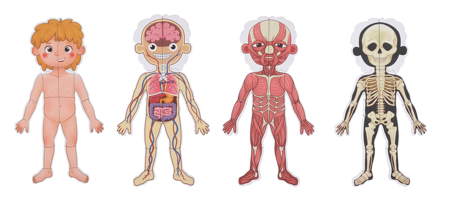 Fun Visual Human Anatomy for Children
