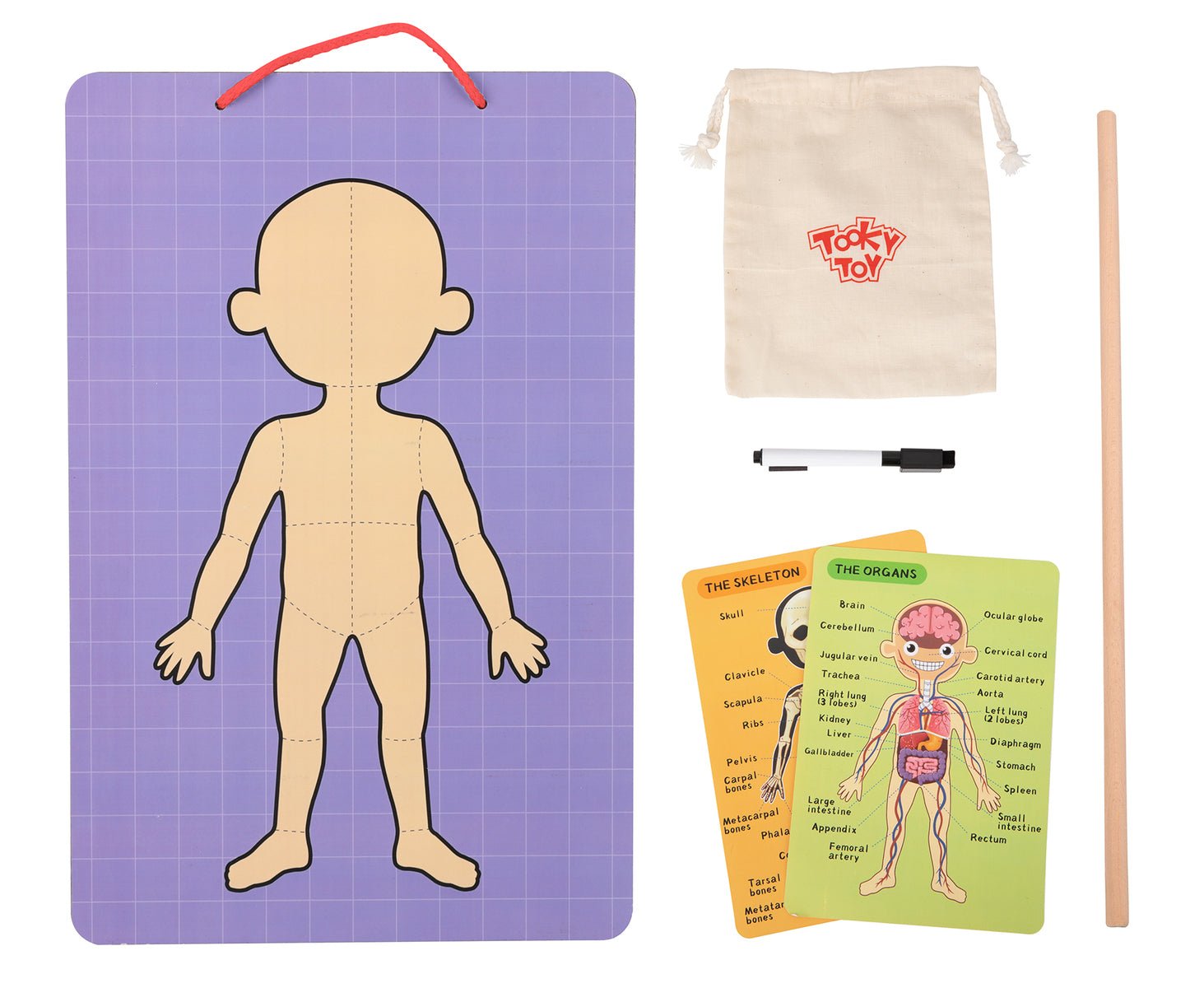 Learn Body Parts with Magnetic Puzzle