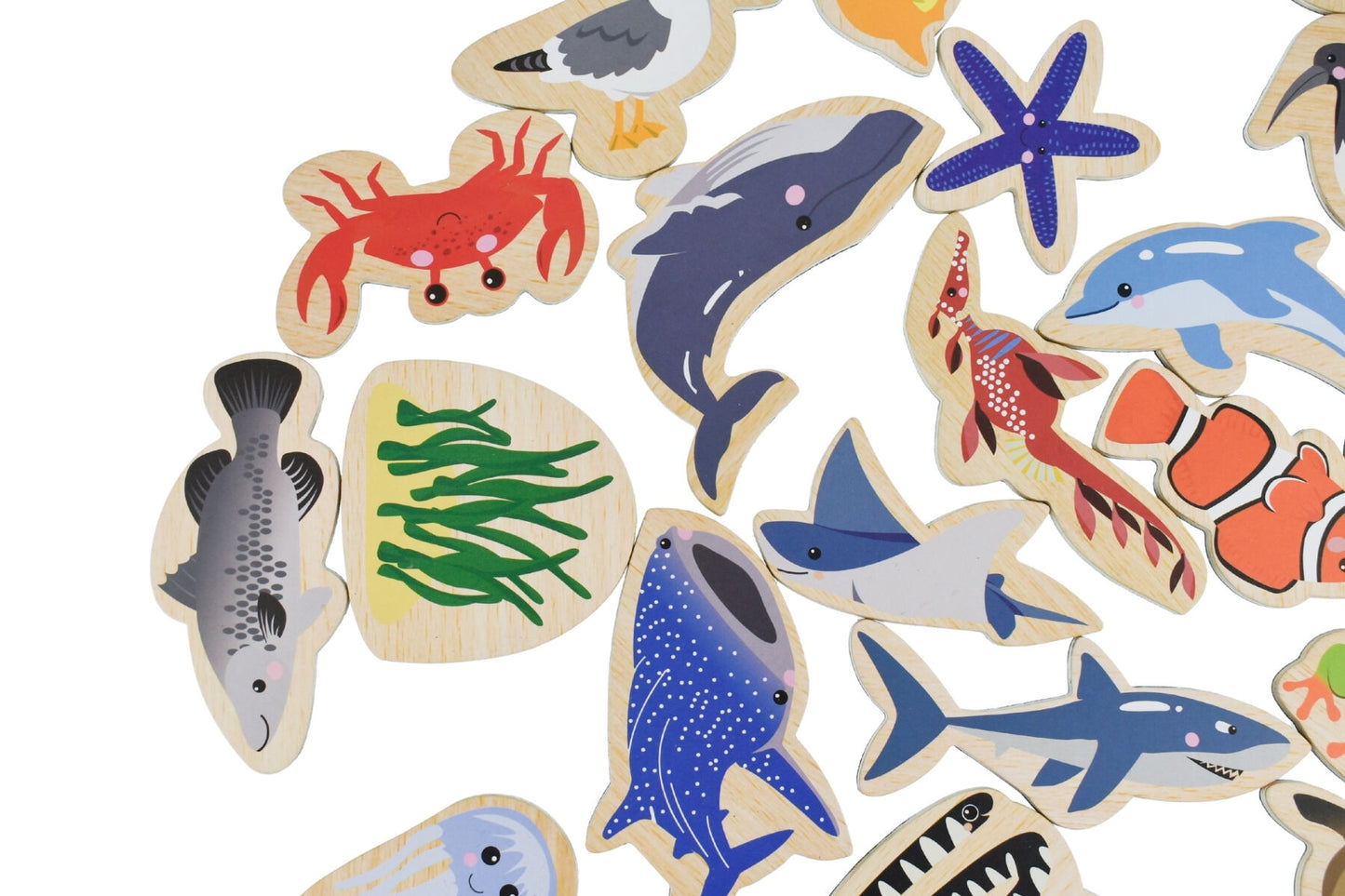 Magnetic Australian Sea Animals 25pcs | Colorful Fridge Magnets