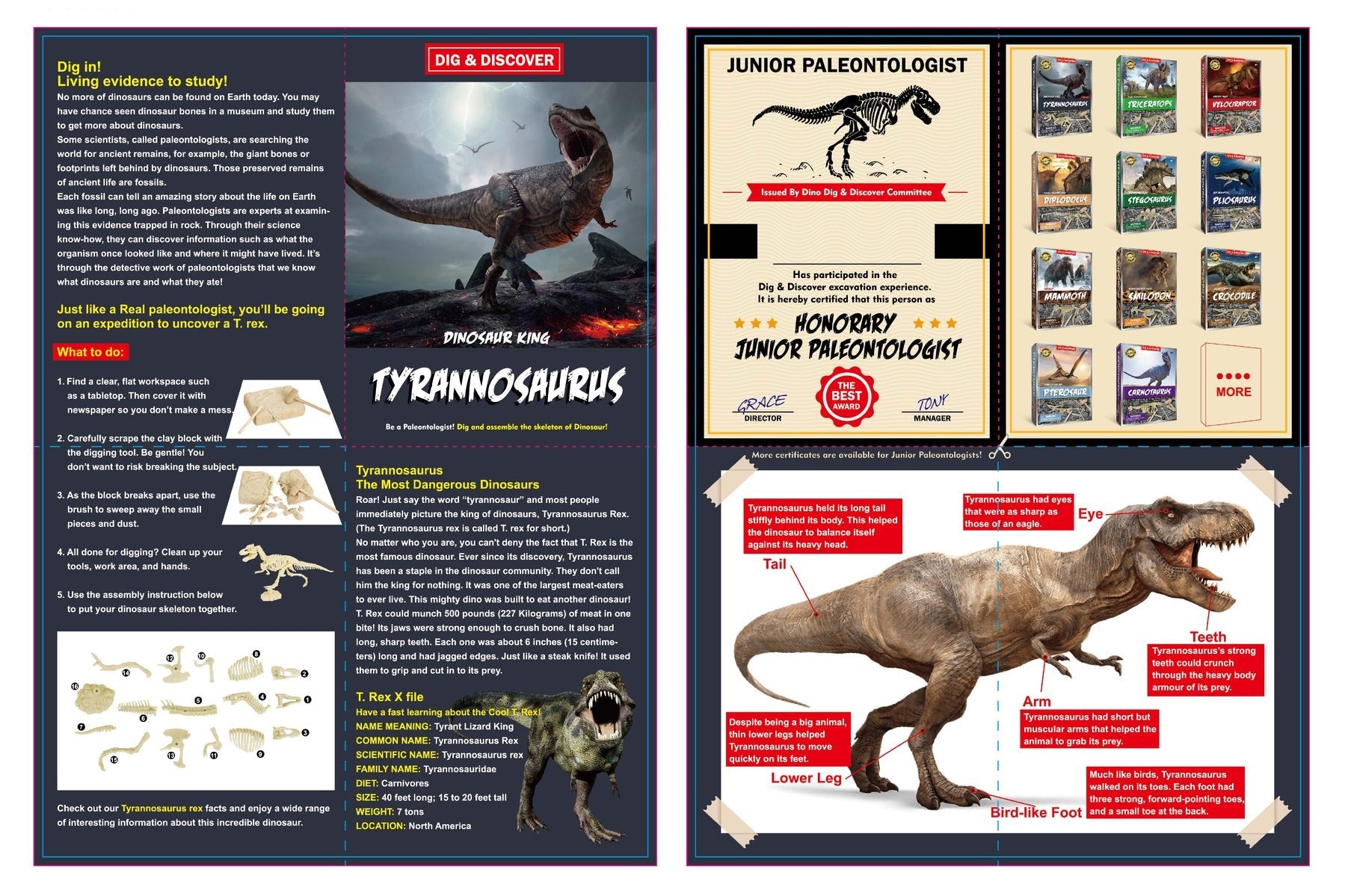 Junior Paleontologist T-Rex Kit