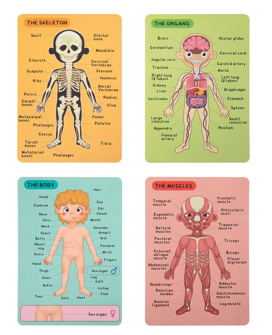 Colorful educational magnetic body chart for kids learning and fun home interaction.