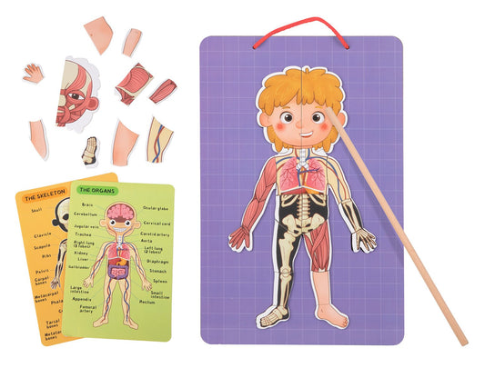 Colorful magnetic body chart for kids educational fun and learning anatomy at home.